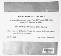 Cladonia chlorophaea image